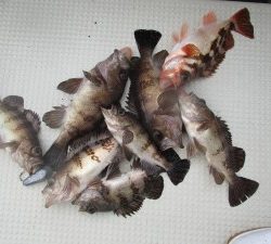 兼六丸 釣果