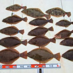 フィッシングガイド とちぎ 釣果