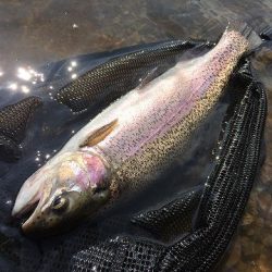 志高湖フィッシング 釣果