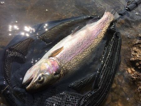 志高湖フィッシング 釣果