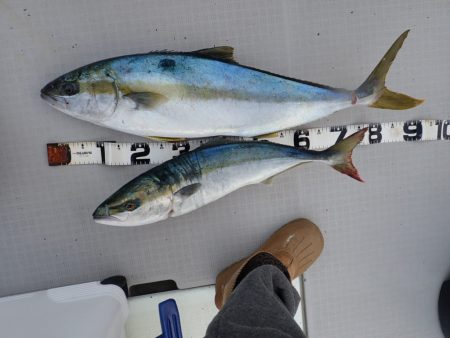 Aquanaut(アクアノート) 釣果