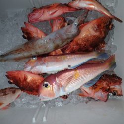 Aquanaut（アクアノート） 釣果