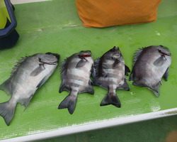 久里浜黒川本家 釣果