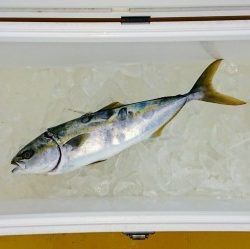 火遠理丸（ほおりまる） 釣果