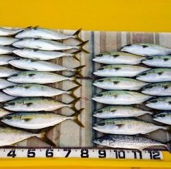 火遠理丸（ほおりまる） 釣果