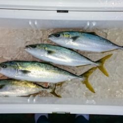 火遠理丸（ほおりまる） 釣果