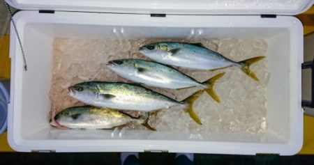 火遠理丸（ほおりまる） 釣果