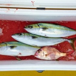 火遠理丸（ほおりまる） 釣果