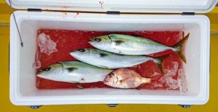 火遠理丸（ほおりまる） 釣果