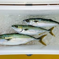 火遠理丸（ほおりまる） 釣果
