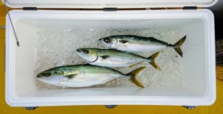 火遠理丸（ほおりまる） 釣果