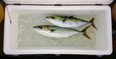 火遠理丸（ほおりまる） 釣果