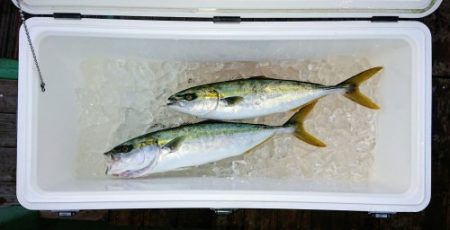 火遠理丸（ほおりまる） 釣果