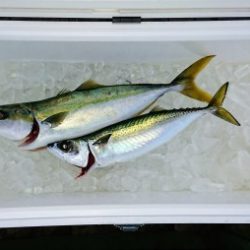 火遠理丸（ほおりまる） 釣果