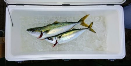 火遠理丸（ほおりまる） 釣果