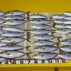 火遠理丸（ほおりまる） 釣果