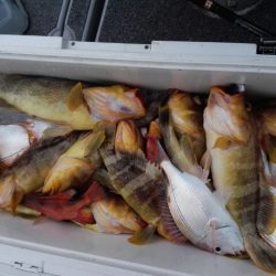 第二大福丸 釣果