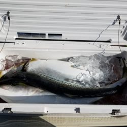 遊漁船　ニライカナイ 釣果