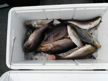 第二大福丸 釣果