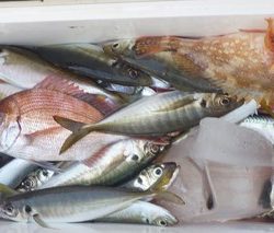 松福丸 釣果