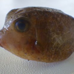 淡路じゃのひれフィッシングパーク 釣果