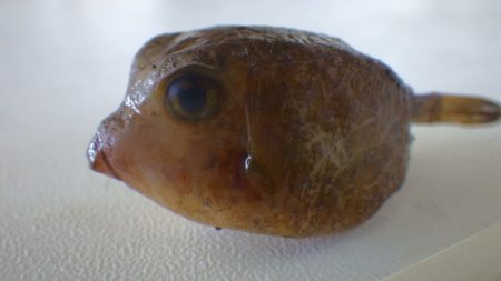 淡路じゃのひれフィッシングパーク 釣果