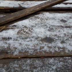 淡路じゃのひれフィッシングパーク 釣果