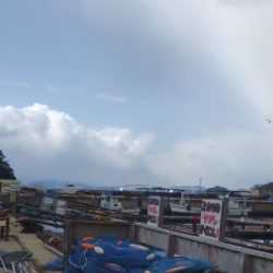 淡路じゃのひれフィッシングパーク 釣果