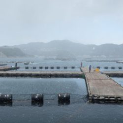 淡路じゃのひれフィッシングパーク 釣果