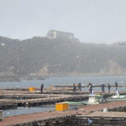 淡路じゃのひれフィッシングパーク 釣果