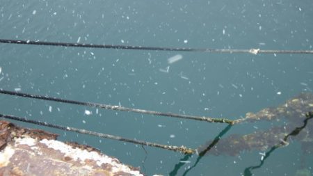 淡路じゃのひれフィッシングパーク 釣果