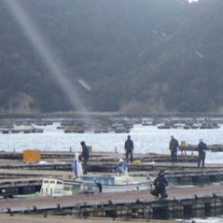 淡路じゃのひれフィッシングパーク 釣果