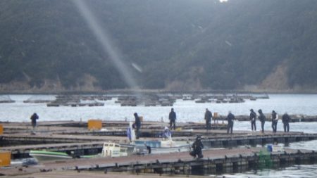 淡路じゃのひれフィッシングパーク 釣果