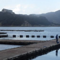 淡路じゃのひれフィッシングパーク 釣果