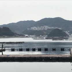 淡路じゃのひれフィッシングパーク 釣果