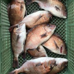 淡路じゃのひれフィッシングパーク 釣果