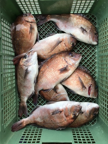 淡路じゃのひれフィッシングパーク 釣果