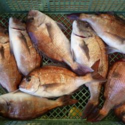 淡路じゃのひれフィッシングパーク 釣果