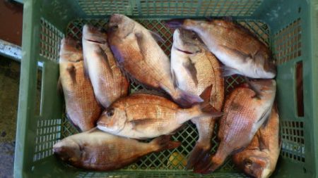 淡路じゃのひれフィッシングパーク 釣果