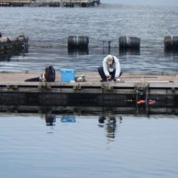 淡路じゃのひれフィッシングパーク 釣果