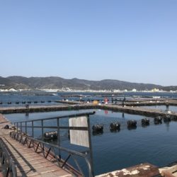 淡路じゃのひれフィッシングパーク 釣果