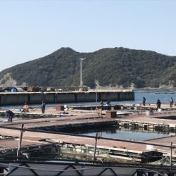 淡路じゃのひれフィッシングパーク 釣果