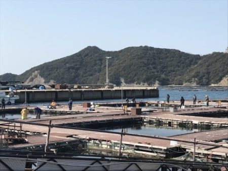 淡路じゃのひれフィッシングパーク 釣果