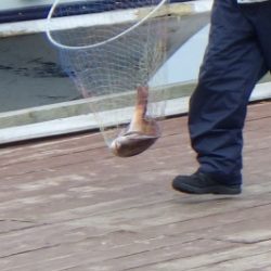 淡路じゃのひれフィッシングパーク 釣果