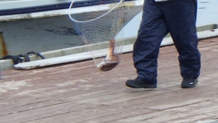 淡路じゃのひれフィッシングパーク 釣果