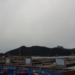 淡路じゃのひれフィッシングパーク 釣果