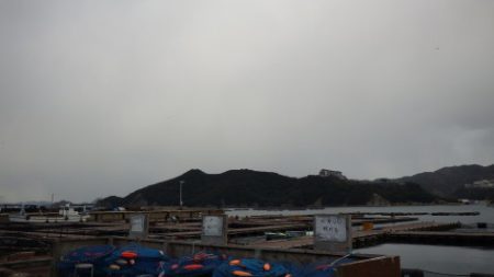 淡路じゃのひれフィッシングパーク 釣果