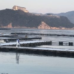 淡路じゃのひれフィッシングパーク 釣果