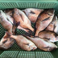 淡路じゃのひれフィッシングパーク 釣果