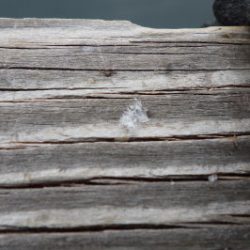 淡路じゃのひれフィッシングパーク 釣果